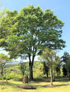 桂花園タイトル画像